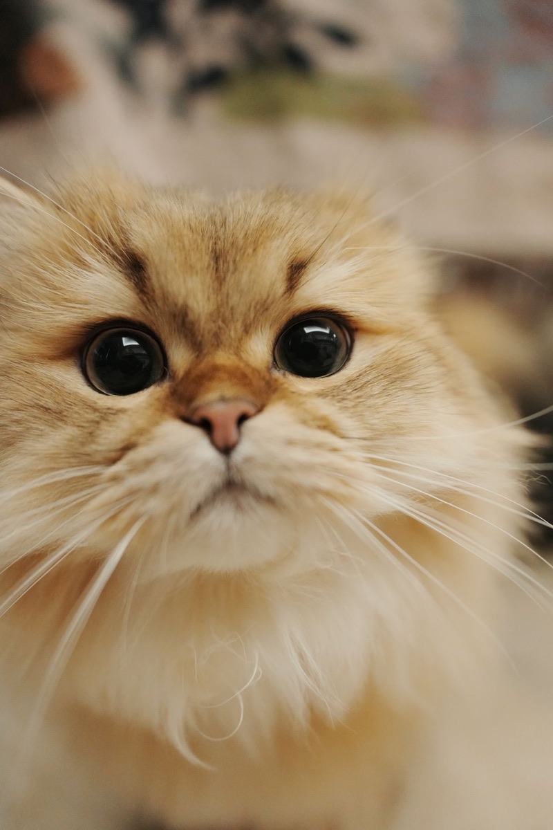 くつろぐ白い猫